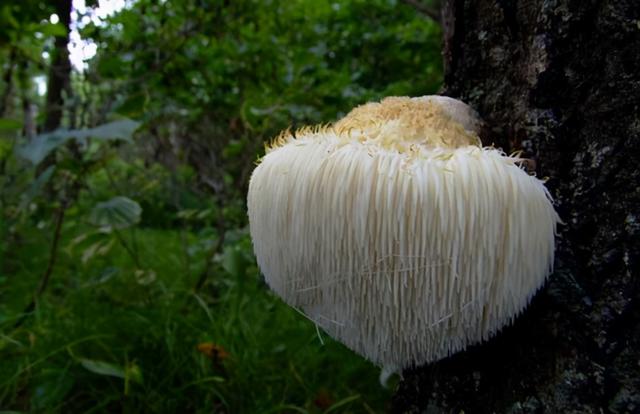 几种常见的野生食用菌（餐桌上的这此食用菌你认识多少种）(20)