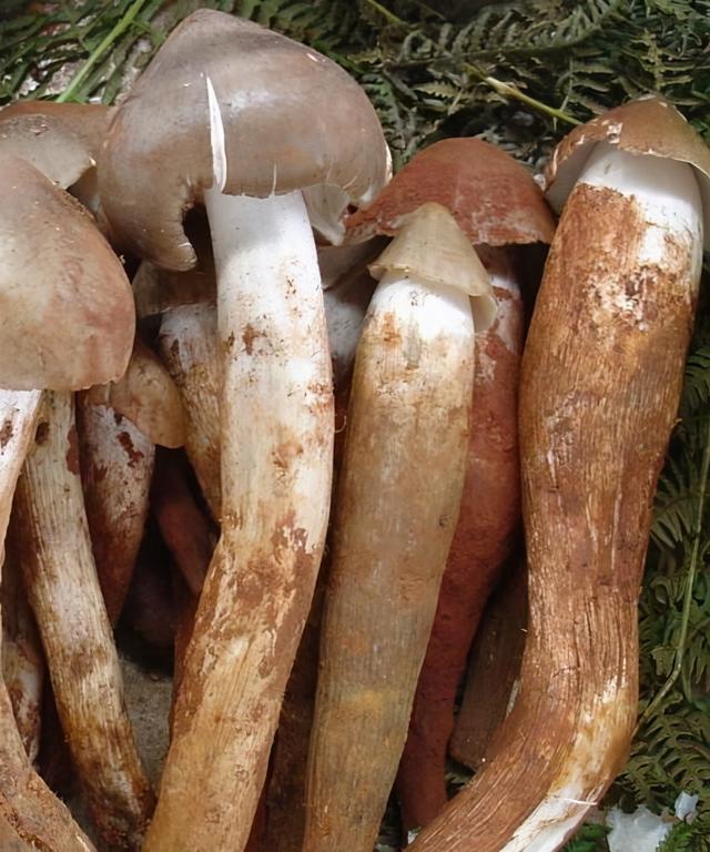 几种常见的野生食用菌（餐桌上的这此食用菌你认识多少种）(9)