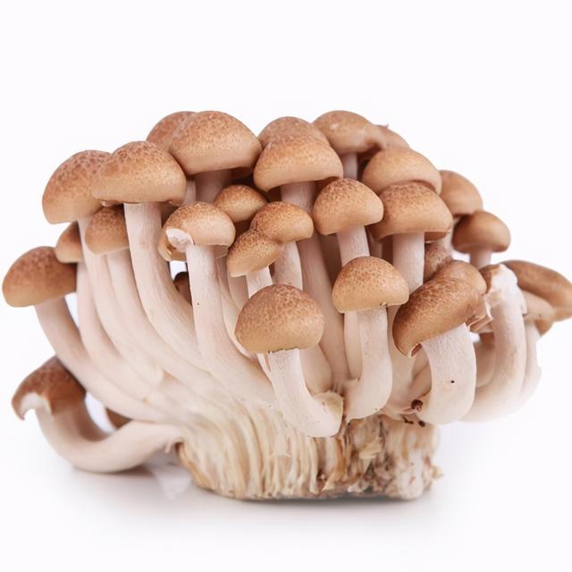 几种常见的野生食用菌（餐桌上的这此食用菌你认识多少种）(23)