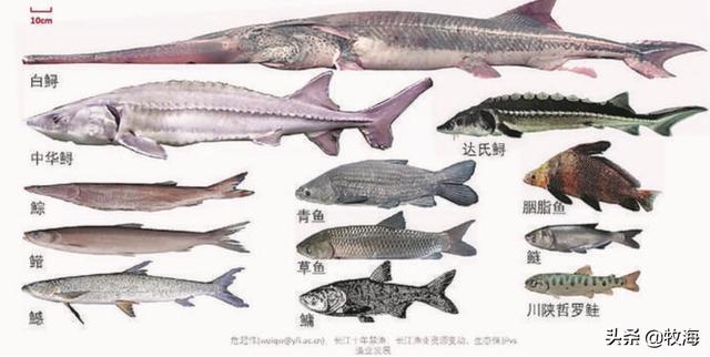 三峡水库蓄水期是多久（三峡水库有多强大）(4)