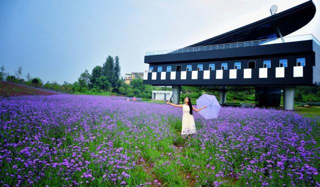 洛阳薰衣草庄园，香草庄园里的浪漫生活
