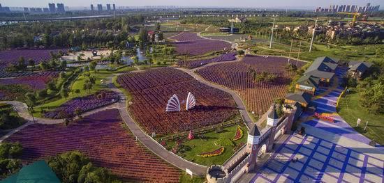 洛阳薰衣草庄园，香草庄园里的浪漫生活