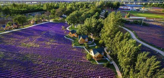 洛阳薰衣草庄园，香草庄园里的浪漫生活