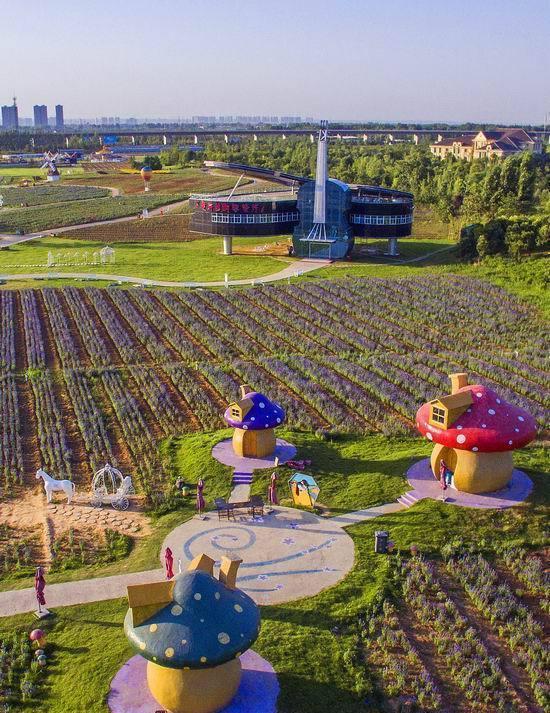 洛阳薰衣草庄园，香草庄园里的浪漫生活