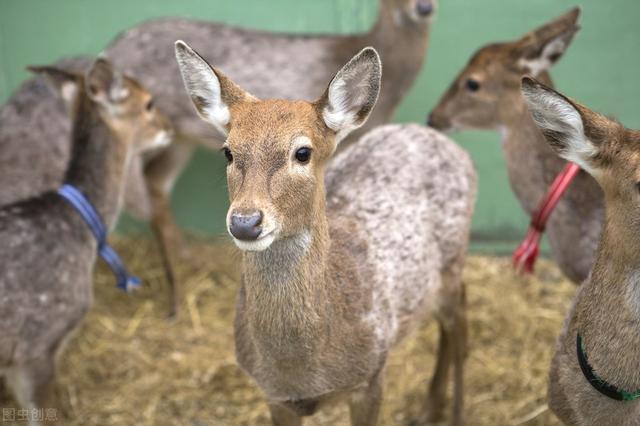 人工养鹿怎么养（养殖户们来看看）(2)