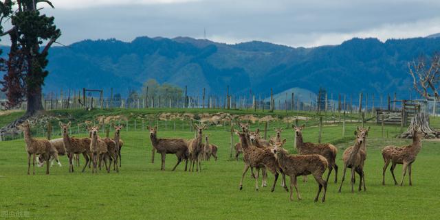 人工养鹿怎么养（养殖户们来看看）(5)