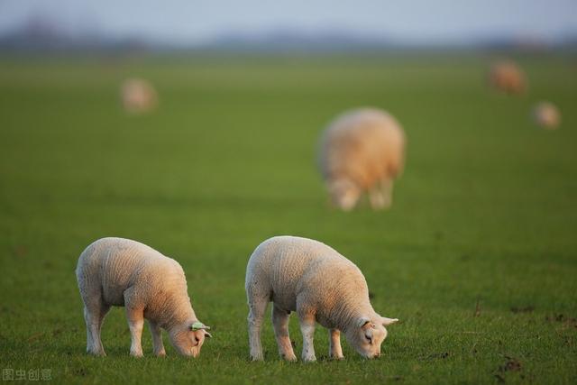 人工养鹿怎么养（养殖户们来看看）(3)