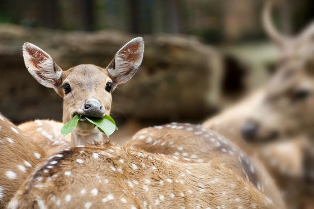 人工养鹿怎么养（养殖户们来看看）(1)