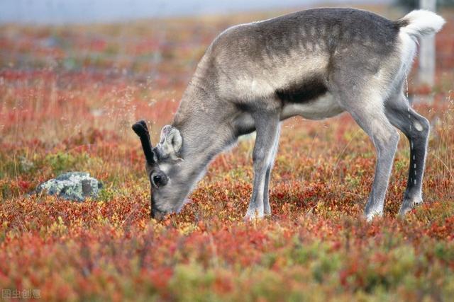 人工养鹿怎么养（养殖户们来看看）(9)