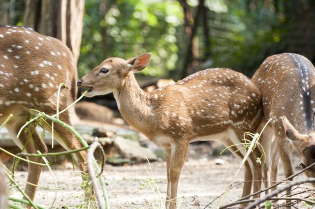 人工养鹿怎么养（养殖户们来看看）(10)