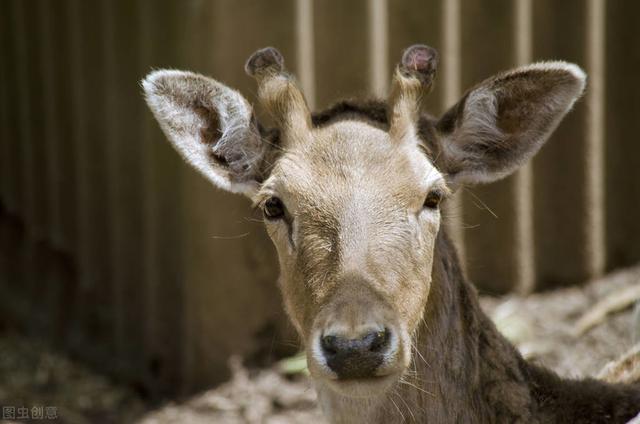 人工养鹿怎么养（养殖户们来看看）(4)