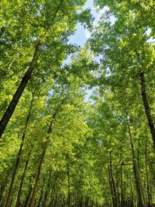 ​小满的寓意和象征 小满的寓意是什么呢