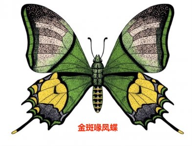 ​捕捉贩卖‘蝴蝶’被判重刑11年！到底冤不冤？