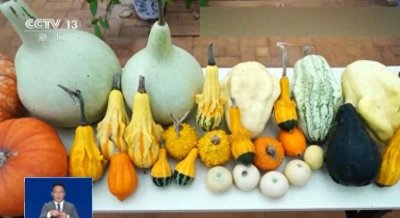 ​哪些蔬菜上过天，太空蔬菜门道，航天能量餐盘点太空种菜那些事儿