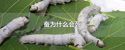 ​蚕为什么会死