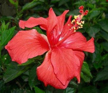 ​木槿和扶桑花的区别