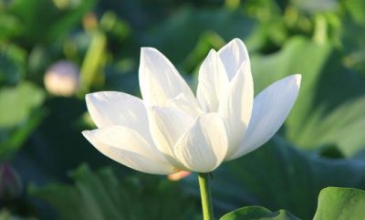 ​在阳台摆放什么花卉比较好？