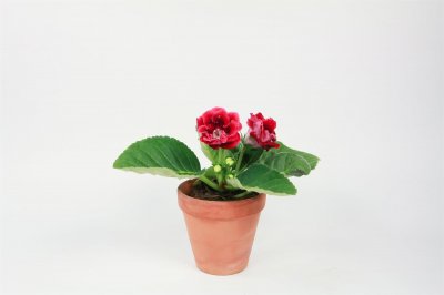 ​大岩桐的花期及其注意事项