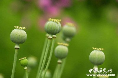 ​鸦片最早竟然出现在古埃及！