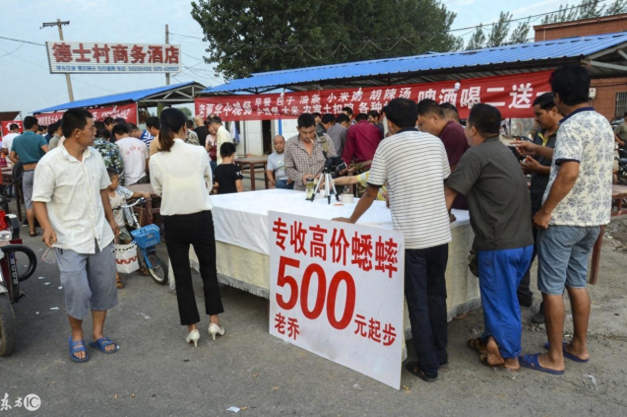 河南的蟋蟀交易市场，一只蟋蟀能卖上万元，网友：我还上啥班呀