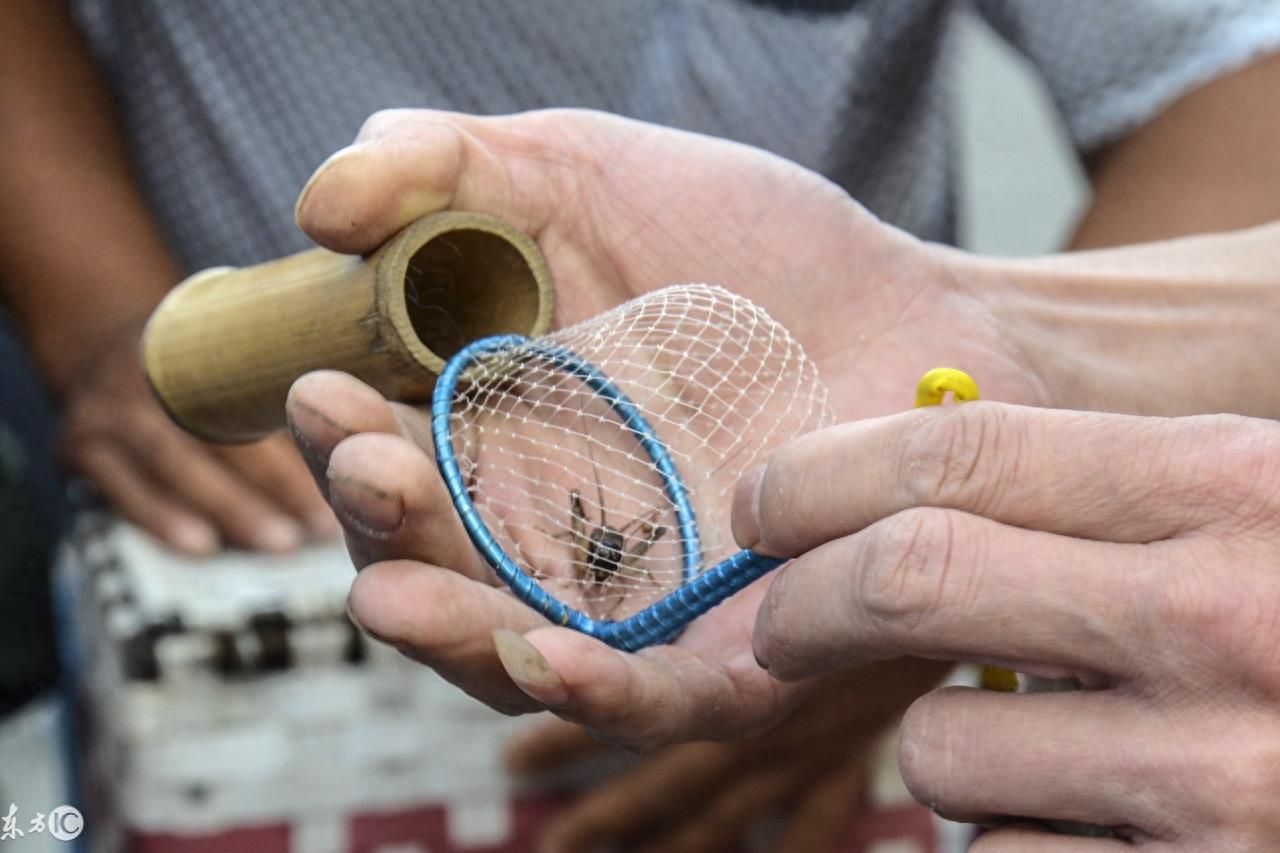 河南的蟋蟀交易市场，一只蟋蟀能卖上万元，网友：我还上啥班呀