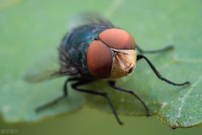 ​消灭苍蝇最有效的方法是什么？怎样才能灭绝？