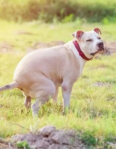 ​狗狗便便特别臭？可能是这几点没做好