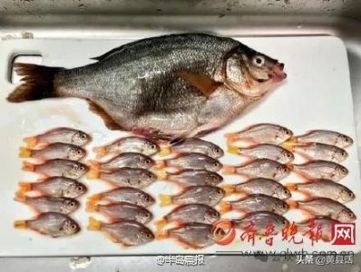 ​你们那的海鲫鱼指的是什么鱼？