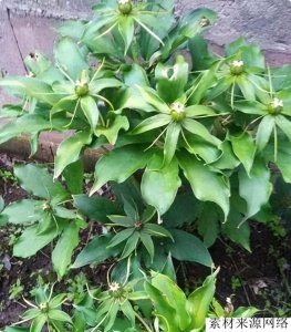 ​“蛇灭门”真的这么恐怖？只要沾一点就会毙命，让蛇不敢靠近？