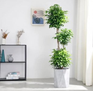 ​家里的绿宝树总是掉叶子？这几方面注意就好，绿绿葱葱，枝繁叶茂