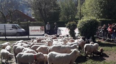 ​15只羊登记入学怎么回事 为什么要给15只羊登记入学？