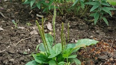 ​车前草也叫车轱辘菜，农村常见野草，挖来炒着吃或煮水作用厉害了