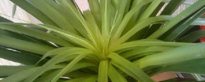 ​龙须树浇水方法