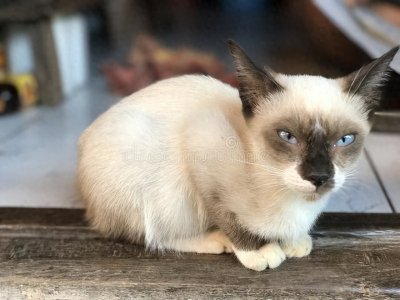 ​养猫困扰：猫鼻支治疗费用一般多少