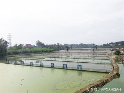 ​新手养泥鳅，一亩地要投入多少成本？