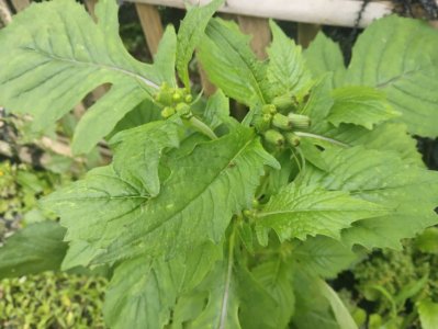 ​这种野菜也叫革命菜，美味可口，还有通便的功效