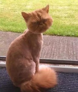 ​给宠物猫剃毛五点经验总结，给猫剃毛五个注意事项