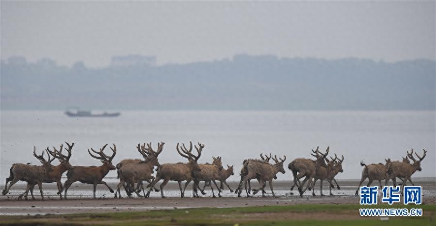 江西首次在鄱阳湖湿地野放麋鹿