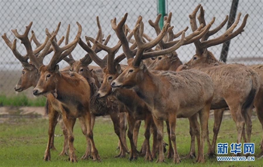 江西首次在鄱阳湖湿地野放麋鹿