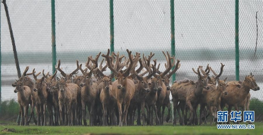 江西首次在鄱阳湖湿地野放麋鹿