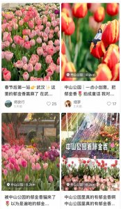 ​中山公园的郁金香火了！市民：十年不逛公园，专程为赏花而来