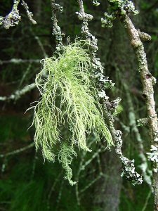 ​绿萝非女萝，体内含小针