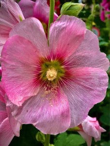 ​花蕊：生命的中枢