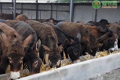 ​农村养殖创业：这些养殖项目利润惊人，你知道吗？