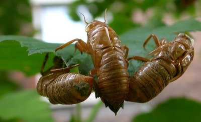 ​农村养殖金蝉到底挣不挣钱呢？白云鹏：一年收入30多万你说挣钱吗