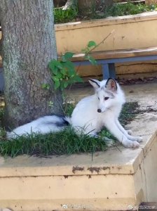 痛心！那只火遍全国的武大“网红”小白狐昨晚离世