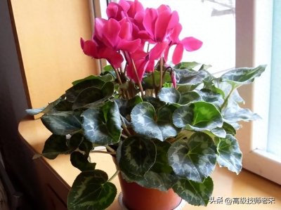 ​仙客来科学养殖全攻略