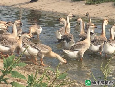 ​新晋“网红”狮头鹅频亮相∣快！一起来吃狮头鹅啦