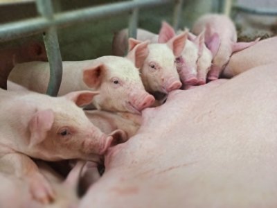 ​一个卖猪肉的朋友告诉我，现在的猪肉不能吃