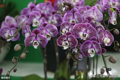 ​花百科（2）：6种洋兰，没有国兰的古朴淡雅，尽是飘逸艳美